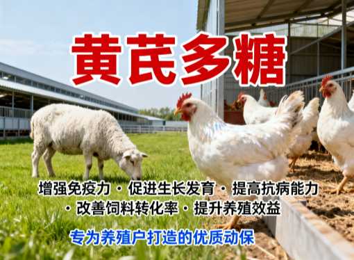 黄芪多糖在猪场怎么用才见效