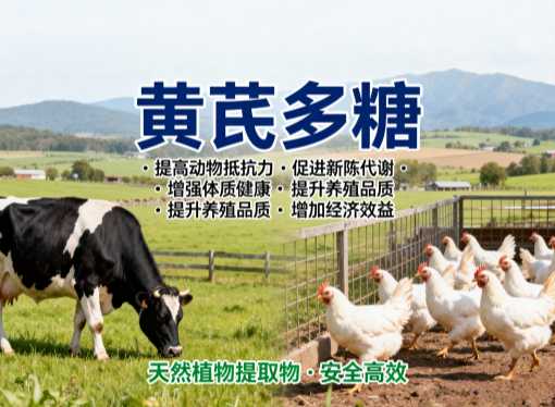 黄芪多糖拌料啥用量最合适