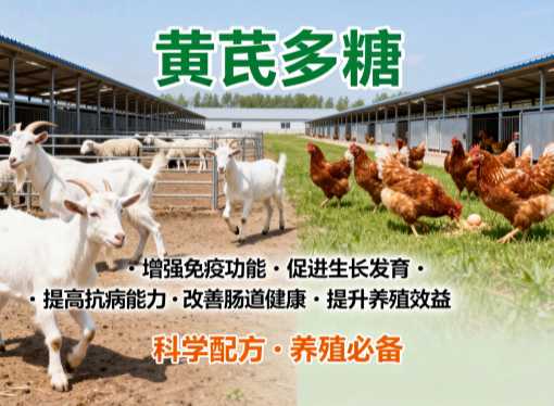 黄芪多糖能不能长期加在料里