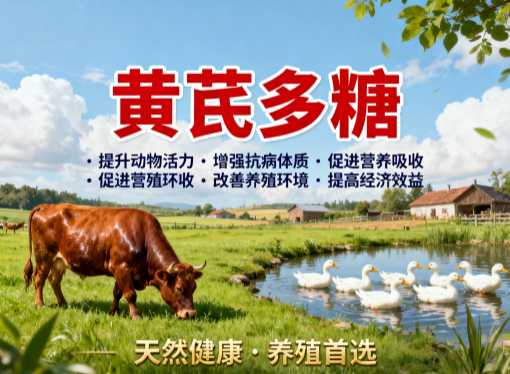 母猪抗应激差，用黄芪多糖行不行