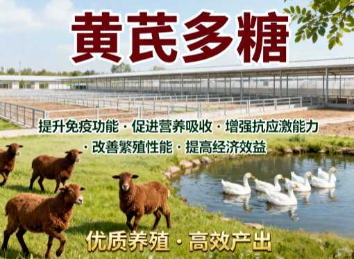 雏鸡精神不好，加点黄芪多糖有没有用